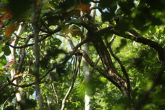 Trichocentrum brachyphyllum
