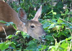 Odocoileus virginianus
