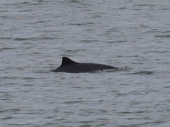 Phocoena phocoena vomerina