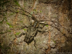 Pentacosmia conferta