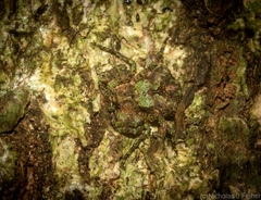 Stephanopis carcinoides