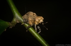 Brachyphyes thoracicus