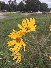 Helianthus simulans