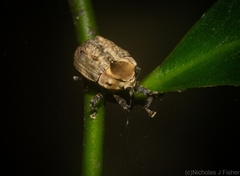 Brachyphyes thoracicus