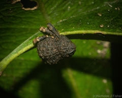 Myrtesis caligata