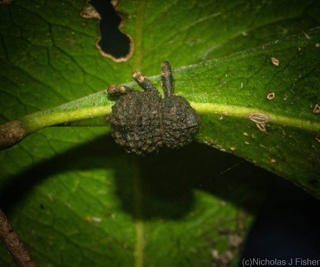 Myrtesis