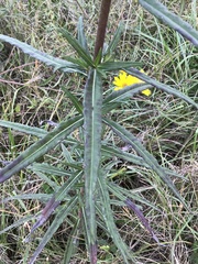 Helianthus simulans