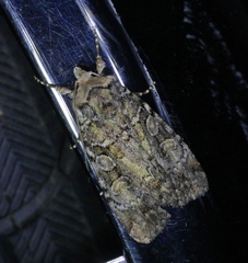 Anaplectoides pressus