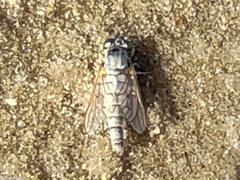 Scepsis appendiculata