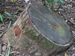 Cedrela fissilis