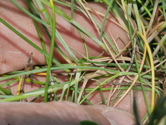 Festuca multinodis