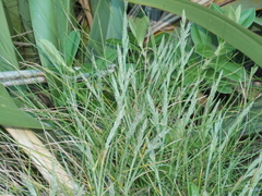Festuca multinodis