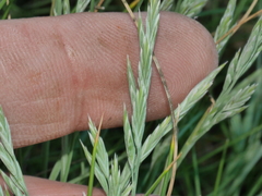 Festuca multinodis