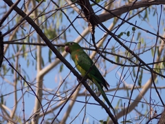 Psittacara leucophthalmus