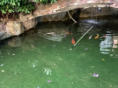 Cyprinus rubrofuscus