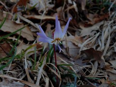 Erythronium dens-canis
