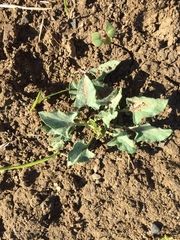 Calystegia subacaulis subacaulis