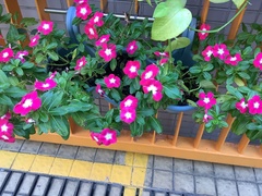Catharanthus roseus