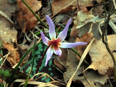 Erythronium dens-canis