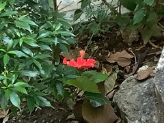 Hibiscus rosa-sinensis