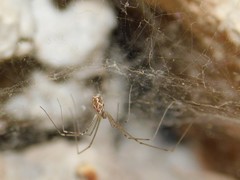 Holocnemus pluchei