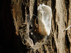 Plexippus