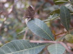 Panthiades hebraeus