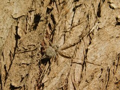 Hersilia caudata