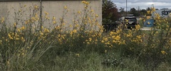 Helianthus simulans