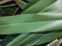Phormium cookianum hookeri