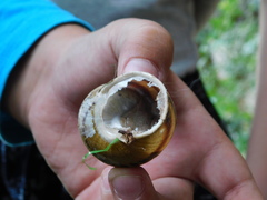 Cornu aspersum