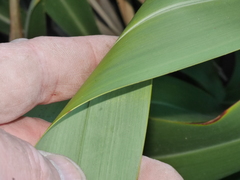 Phormium cookianum hookeri
