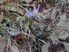 Erythronium dens-canis