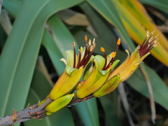 Phormium cookianum hookeri