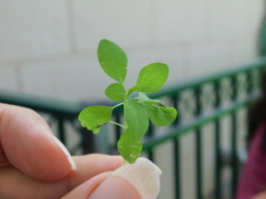 Euphorbia peplus