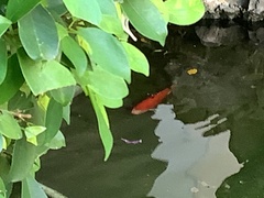 Cyprinus rubrofuscus