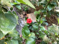 Hibiscus rosa-sinensis