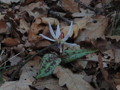 Erythronium dens-canis