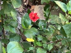 Hibiscus