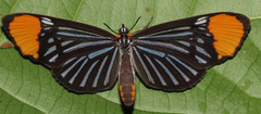 Stalachtis lineata