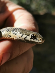 Thamnophis errans