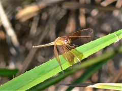 Neurothemis stigmatizans stigmatizans