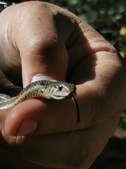 Thamnophis errans