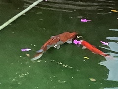 Cyprinus rubrofuscus