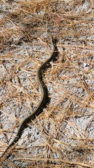 Thamnophis errans