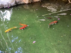 Cyprinus rubrofuscus