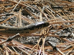 Thamnophis errans