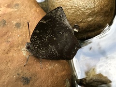 Charaxinae