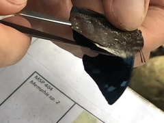 Charaxinae
