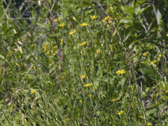 Lapsana communis